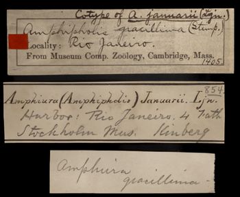 Media type: image;   Invertebrate Zoology OPH-1405 Description: Handwritten labels for this specimen included in the specimen tray.;  Aspect: labels
